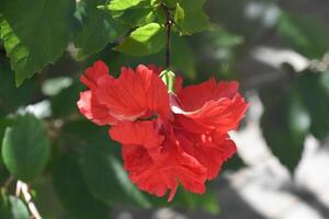 ébouriffé pétales sur une floraison rouge hibiscus fleur photo