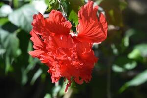 double tropical rouge hibiscus fleur fleur épanouissement photo