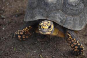 Jaune taches sur une tortues visage à l'extérieur photo