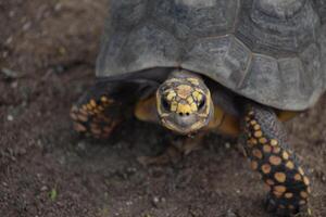 à la recherche dans le visage de un est boîte tortue photo