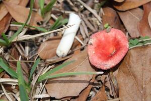 champignon croissance sauvage sur le forêt sol. photo
