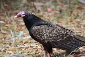 rouge à tête vautour alimentation sur mort sur la route. photo