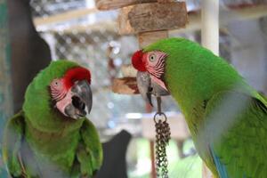 magnifique perroquet séance dans une cage à une zoo photo