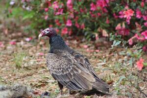 rouge à tête vautour alimentation sur mort sur la route. photo