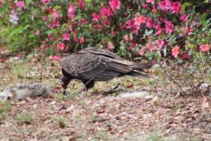 rouge à tête vautour alimentation sur mort sur la route. photo