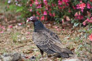 rouge à tête vautour alimentation sur mort sur la route. photo