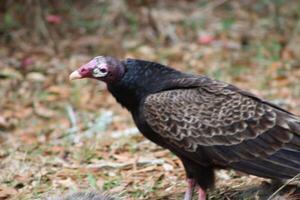 rouge à tête vautour alimentation sur mort sur la route. photo