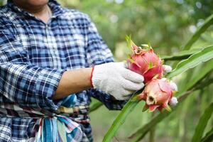 proche en haut agriculteur mains porte blanc gants, cueillette, récolte dragon des fruits dans jardin. concept, agriculture profession. thaïlandais agriculteur grandir biologique des fruits pour alimentaire, partage ou vente dans communauté. photo