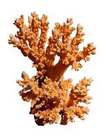 corail isolé sur une blanc Contexte photo