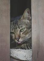 chat dans le en bois mur photo