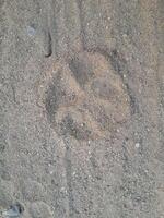 le sable avec empreintes dans le parc photo