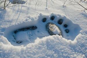 ai généré bigfoot pieds empreinte sur le neige photo
