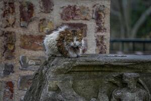 égarer chat de Istanbul rue portrait photo