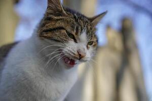 égarer chat de Istanbul rue portrait photo