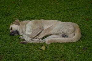 clochard chien de Istanbul rue portrait photo