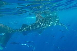 baleine requin en dessous de le mer à Oslob, cebu, philippines photo