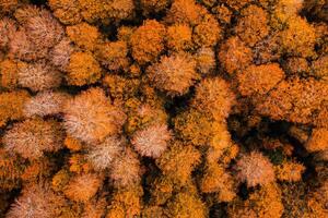 Orange arbre de montagnes dans l'automne saison aérien tirer photo