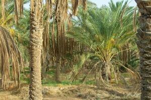 Date paume arbre phénix dactylifera dans une rangée dans Tunisie, Nord Afrique photo