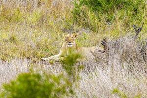 lion au safari dans le parc national de mpumalanga kruger en afrique du sud. photo