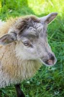 mignon mouton laineux marron dans le pré à hemsedal, viken, norvège photo