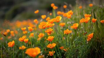 ai généré une vibrant groupe de Orange fleurs Floraison gracieusement dans une gorgés de soleil champ, ai généré photo