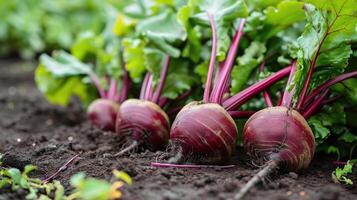 ai généré fraîchement récolté betterave dans une légume correctif, une vibrant et sain récolte, ai généré. photo