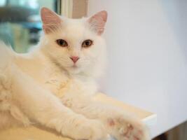 animal chat animal de compagnie mignonne blanc Couleur chaton portrait national isolé mammifère adorable félin duveteux fourrure Jeune à la recherche à caméra national chat animal de compagnie animal magnifique félin studio minou studio jolie Bande photo