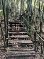 bambou escalier étape artisanat dans sauvage forêt temple photo