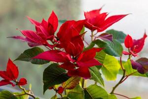 floraison poinsettia plante à une fenêtre photo