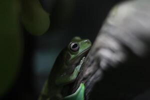 proche en haut de une vert grenouille photo