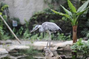 proche en haut de le cangak abu ou ardea cinerea oiseau photo