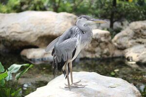 proche en haut de le cangak abu ou ardea cinerea oiseau photo