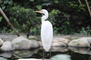 proche en haut de une kuntul besar ou ardea Alba oiseau photo