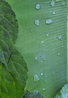 l'eau gouttes sur banane feuilles photo