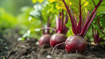 ai généré fraîchement récolté betterave dans une légume correctif, une vibrant et sain récolte, ai généré. photo