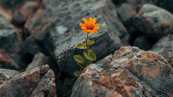 ai généré une solitaire fleur fleurit au milieu de robuste rochers, la nature résilient beauté dans dur terrain, ai généré photo