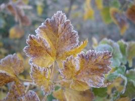 feuilles d'automne des plantes et des fruits en cas de gel photo