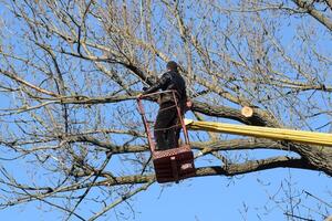 taille des arbres en utilisant une bras de levage photo