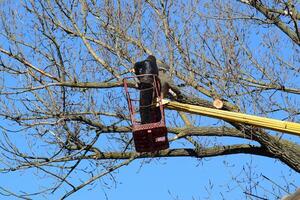 taille des arbres en utilisant une bras de levage photo