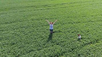 Jeune femme avec sa fils en jouant sur le champ de vert blé. en marchant dans le ouvert air. vidéo de le drone. photo