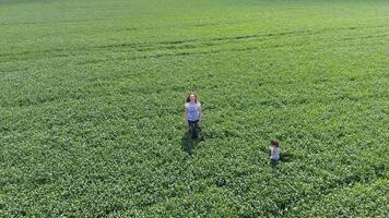 Jeune femme avec sa fils en jouant sur le champ de vert blé. en marchant dans le ouvert air. vidéo de le drone. photo