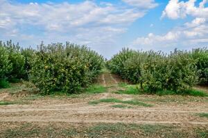 Pomme verger. Lignes de des arbres et le fruit de le sol en dessous de le des arbres photo