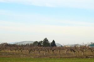 tondu des arbres dans le Pomme verger photo