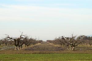 tondu des arbres dans le Pomme verger photo