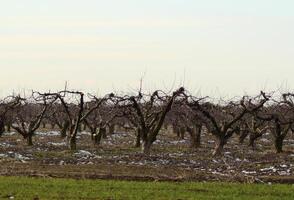 tondu des arbres dans le Pomme verger photo