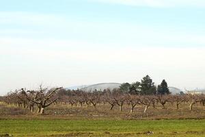 tondu des arbres dans le Pomme verger photo