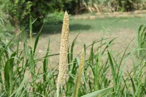 une grand herbe avec longue tiges dans le milieu de une champ photo