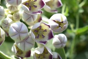 une proche en haut de une plante avec violet fleurs photo