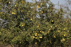 coing des fruits sur le branches de arbre, en retard l'automne dans le jardin, en retard coing des fruits photo