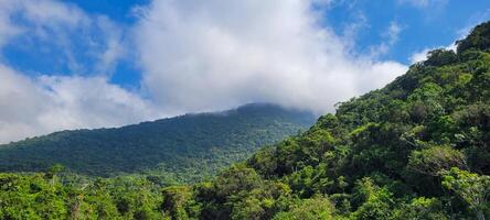 forêt enveloppé dans brouillard sur une Montagne dans Ubatuba, Nord côte de Brésil photo